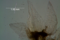 Cuscuta brachycalyx - calyx, dissected detail