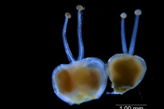 Cuscuta brachycalyx - gynoecium