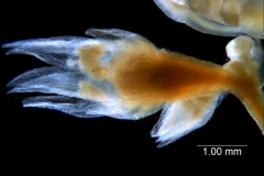 Cuscuta brachycalyx; flower begining of anthesis