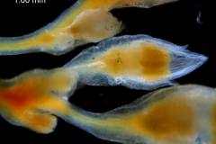 Cuscuta brachycalyx , floral button
