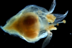 Cuscuta brachycalyx - flower at capsule stage