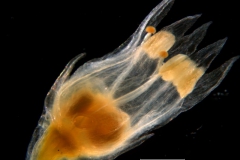 Cuscuta brachycalyx, flower - lobes erect