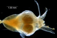 Cuscuta brachycalyx - flower at capsule stage
