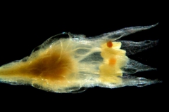 Cuscuta brachycalyx , flower begining of anthesis