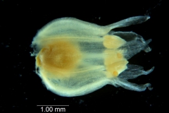Cuscuta brachycalyx - corolla 3D