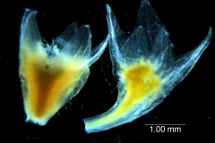 Cuscuta brachycalyx - calyx 3D