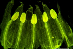 Cuscuta brachycalyx - corolla, dissected