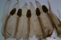 Cuscuta brachycalyx - corolla, dissected