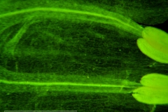 Cuscuta brachycalyx - corolla dissected detail