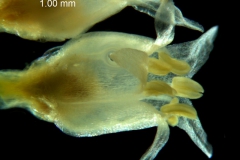 Cuscuta brachycalyx , flower - lobes spreading