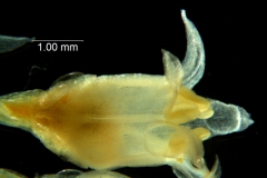 Cuscuta brachycalyx , flower - lobes spreading
