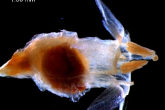 Cuscuta brachycalyx - late stage (capsule inside) flower