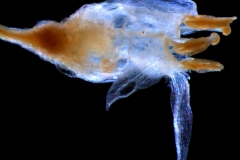 Cuscuta brachycalyx  - mature flower