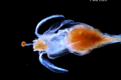 Cuscuta brachycalyx  - mature flower