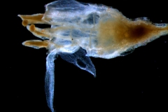 Cuscuta brachycalyx  - mature flower