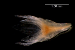 Cuscuta brachycalyx  - calyx, 3D