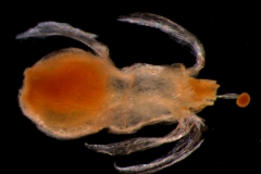 Cuscuta brachycalyx  - late stage (capsule inside) flower