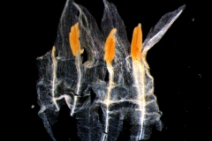 Cuscuta brachycalyx  - corolla dissected