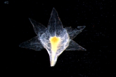 Cuscuta brachycalyx  - calyx, dissected