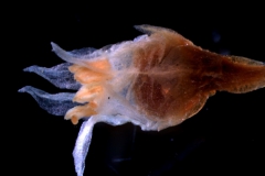 Cuscuta brachycalyx var. apodanthera - flower