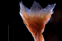 Cuscuta brachycalyx var. apodanthera, calyx 3D
