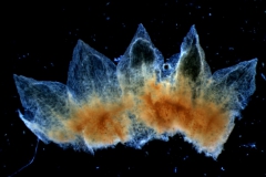 Cuscuta brachycalyx var. apodanthera, calyx dissected