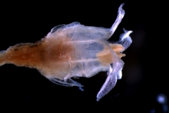Cuscuta brachycalyx var. apodanthera  -- flower