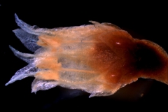 Cuscuta brachycalyx var. apodanthera - flower