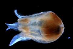 Cuscuta brachycalyx var. apodanthera  corolla 3D