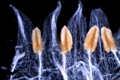 Cuscuta brachycalyx var. apodanthera  corolla lobes and stamens