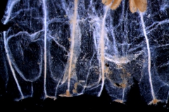 Cuscuta brachycalyx var. apodanthera  corolla dissected, detail