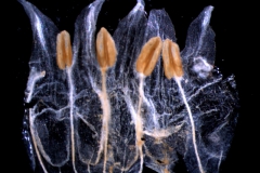 Cuscuta brachycalyx var. apodanthera  corolla dissected