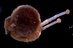 Cuscuta brachycalyx var. apodanthera  gynoecium