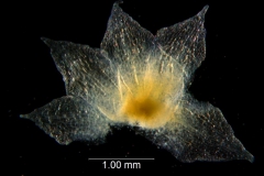 Cuscuta occidentalis - calyx dissected