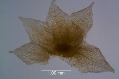 Cuscuta occidentalis - calyx dissected