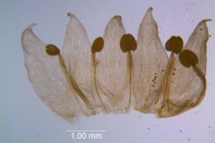 Cuscuta occidentalis - corolla dissected