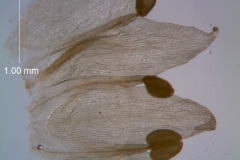 Cuscuta occidentalis - corolla dissected