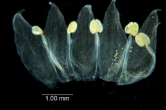 Cuscuta occidentalis - corolla dissected
