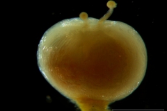 Cuscuta occidentalis - gynoecium