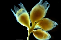 Cuscuta occidentalis  - cyme fragment