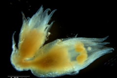 Cuscuta occidentalis  - floral buttons