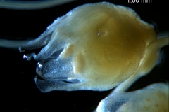 Cuscuta occidentalis - flower