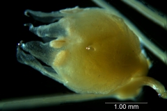 Cuscuta occidentalis - flower