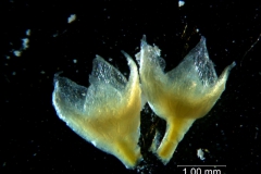 Cuscuta occidentalis - calyx 3D