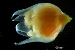 Cuscuta occidentalis - corolla 3D