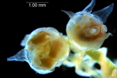 Cuscuta occidentalis - flower - capsule stage