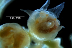 Cuscuta occidentalis - flower - capsule stage