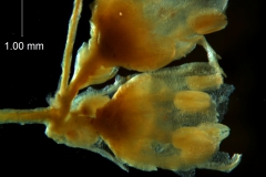 Cuscuta draconella, ined, fragment of cyme