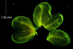 Cuscuta draconella, ined,  calyx dissected