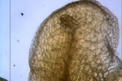 Cuscuta draconella, ined,  calyx lobe detail